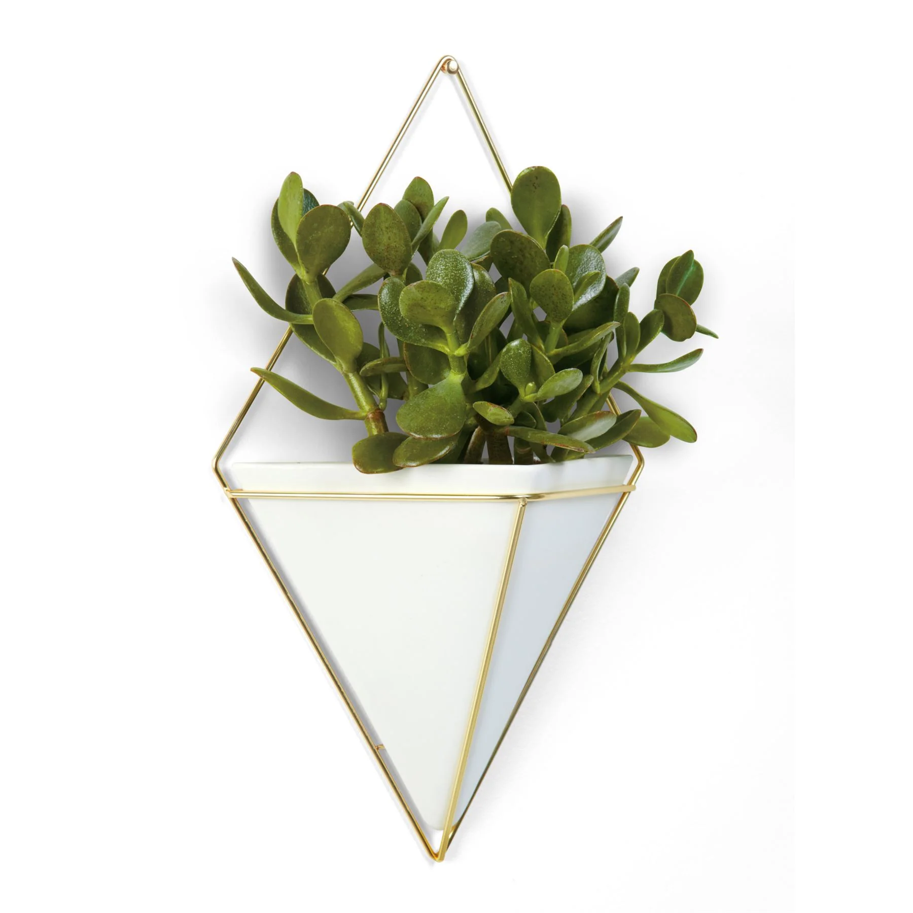 Umbra Trigg Wall Display Pots - Image 13